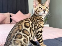 Show Class Bengal Kedisi Dişi 3 Aylık