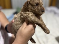 Toy Poodle miniklerim
