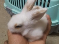 Yavru Teddy Hollanda Lop Tavşanı