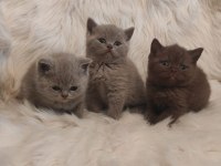 Cinnamon ve lilac british shorthair yavrular