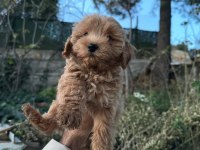 2 aylık dişi poodle