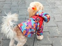 Poodle Yuvam olmak istermisin