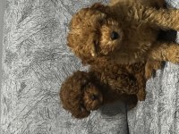 EV ORTAMINDA BÜYÜYEN TOY POODLE YAVRULARIM