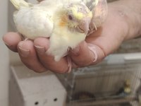 Gel bak beğen al sultan papağanı