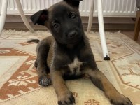 FCI A Secere Malinois Son 2 Erkek