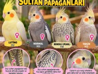 Dişi Sultan Papağanları