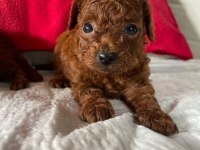 Core toy poodle köpeği