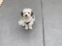 3 Yaşında Erkek Full Eğitimli Maltipoo