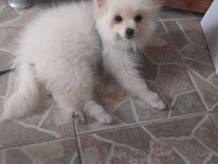 Evinizin sevgi yumağı pomeranian boo
