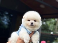 Karbeyaz Pomeranian Boo