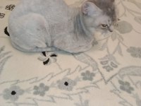 Ücretsiz British Shorthair Kedimiz