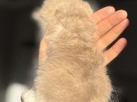 Ay11 Ay12 Mükemmel Kalite Blue Golden British Longhair