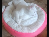 British shorthair akıllı kar beyaz