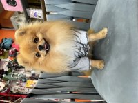 1 Yaşında Show Kalite Pomeranian Boo Gama