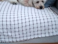 Mecburiyetten sahiplendirilecek 4 yaşında poodle