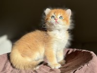 Mükemmel Kalite Golden Ny12 British Longhair