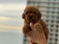 Micro teacup Korea Poodle köpeğimiz