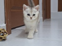 22 TEMMUZ DOĞUMLU BRİTİSH YAVRULAR