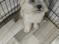 Clam İskoç terrier