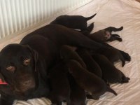 Çikolata Labrador Irk garantili Sevimli Yavrular