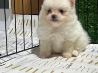 Sağlık Ve Irk Garantili Pomeranian Yavrularımız 