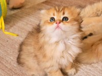 Muhteşem kan ve güzellikte british longhair yavrularımız