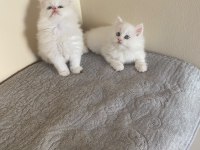 Oyuncu British Shorthair Yavrular