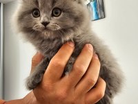 55 günlük British Longhair safkan Acil sahiplendirilecektir