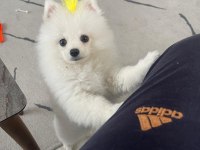 3 aylık pomeranian