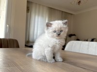 YAKIŞIKLI BRİTİSH LONGHAİR