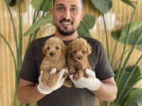 TOY POODLE REFERANS YAVRULAR