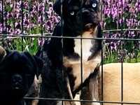 Yetişkin Ping Ve Egzotik Pug Mops Lar