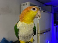 8 Aylık Caique full evcil 