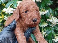 IRK VE SAĞLIK GARANTİ POODLE YAVRULARIMUZ