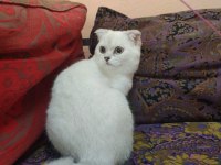 Safkan sağlıklı yavrular scottish fold