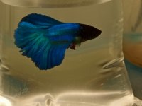 Betta Balığı