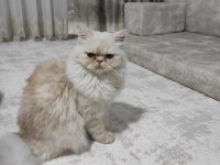 1 yaşında chinchilla kedime dişi arıyorum çiftleştirmek için