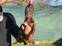 ŞAMPİYON ANNE BABADAN DOBERMAN BEBEKLER