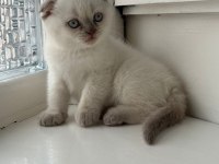 Yeni doğmuş minik british shorthair yavrular