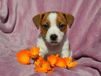 MASKE FİLM ESİNTİSİ JACK RUSSELL