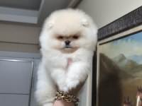 Pomeranian boo üst kalite kısa burun DİŞİ