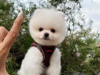 GÜLER YÜZLÜ ARANILAN POMERANIAN YAVRUM