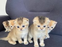 Scottish fold