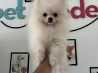 Show kalite pomeranian boo yavrularımız