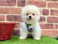 Pomeranian Boo Erkek Köpeğimiz