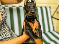 A Kalite 45 Günlük 5 Kg Doberman Yavrular Gönderim var
