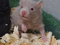 Suriye Hamster Yavrular