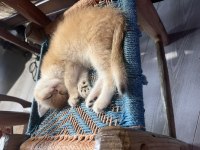 Saf Kan Golden British Shorthair Yavrular (Wcf Kayıtlı)