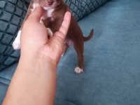 Orjinal dişi elma kafa chihuahua