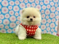 Safkan Pomeranian Boo Bebekler